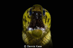little Dentist by Dennis Kasa 